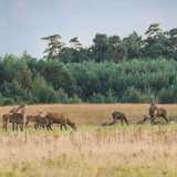 Rutting season in Hoge Veluwe
